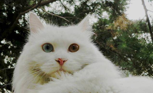 白猫还有一种异瞳色白猫,是由于基因的缘故.鸳鸯瞳白猫超级美
