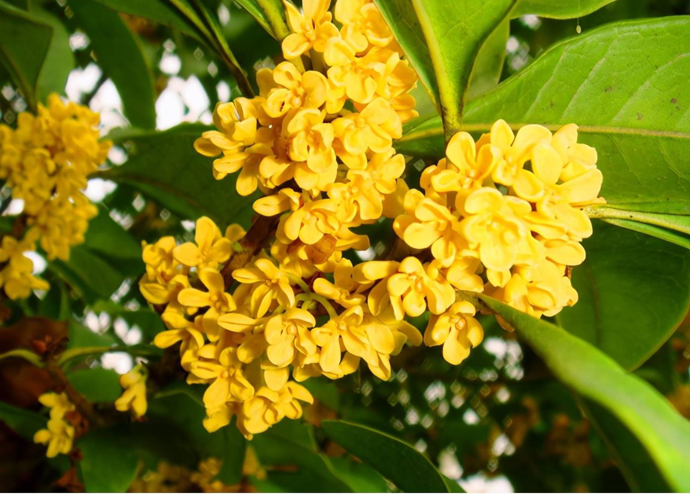 在庭院中栽种桂花树时,不能将桂花树种在主屋的门口两侧,一是因为桂花