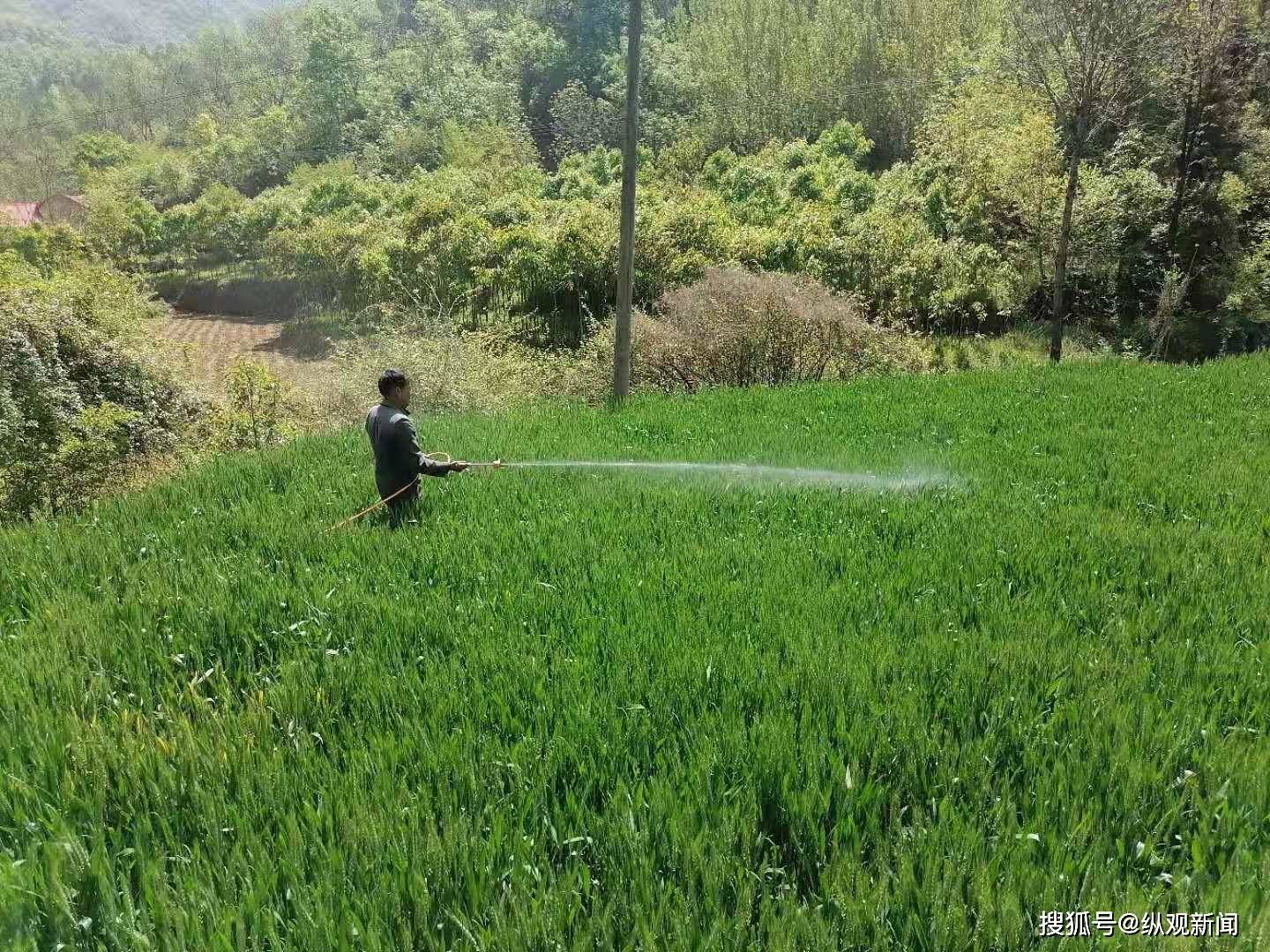 河南西峡:为小麦喷洒农药,确保夏粮丰收
