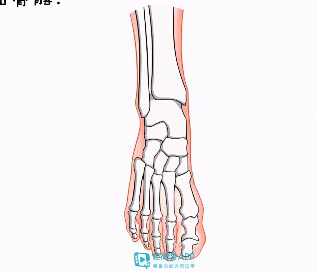 大拇指的关节外侧,小拇指的关节外侧和前脚掌的外侧