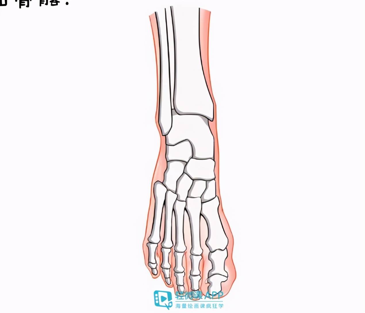 可以发现脚部有3个比较明显的骨点分别是:大拇指的关节外侧,小拇指的