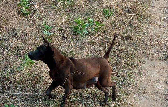 作为中华本土猎犬的箭毛猎犬有着猎犬之王的称号,该犬长相奇特,葫芦