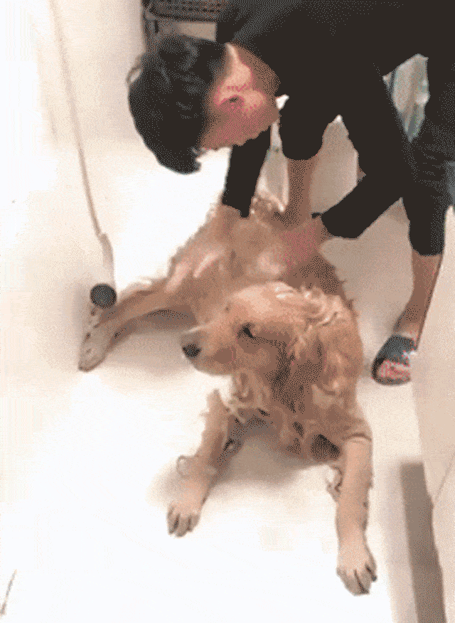 金毛犬洗澡姿势销魂令人羡慕感觉自己活的还不如一条狗
