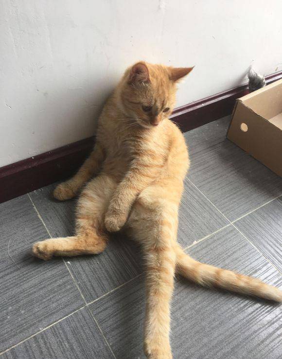 家里橘猫总是这般坐着,网友十分担心,难道是得了软骨病?