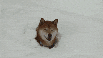 但是雪地里最可爱的狗 非8cm大长腿 柯基 莫属 变成兔子三连蹦