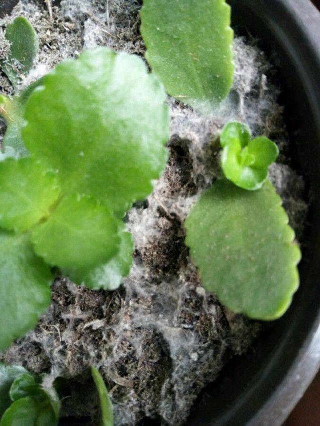 木盆种桂花树的话