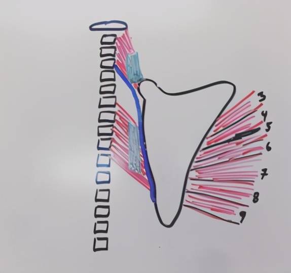 14. the radial nerve 桡神经