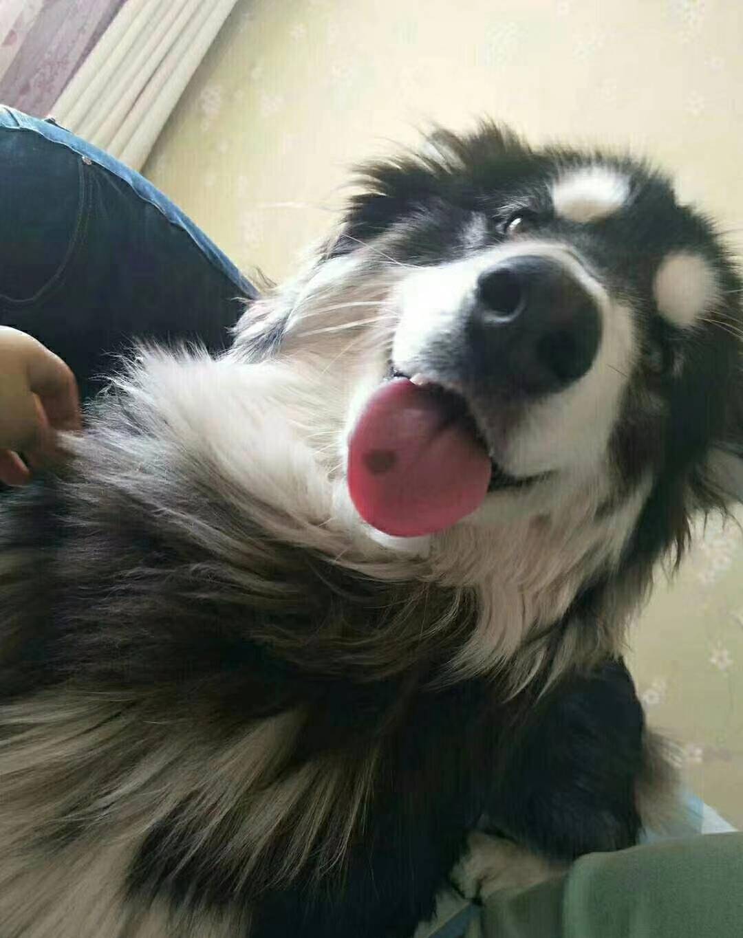 内蒙古阿拉善左旗一宠物狗阿拉斯加犬,明显标记舌头上有胎记,有知道
