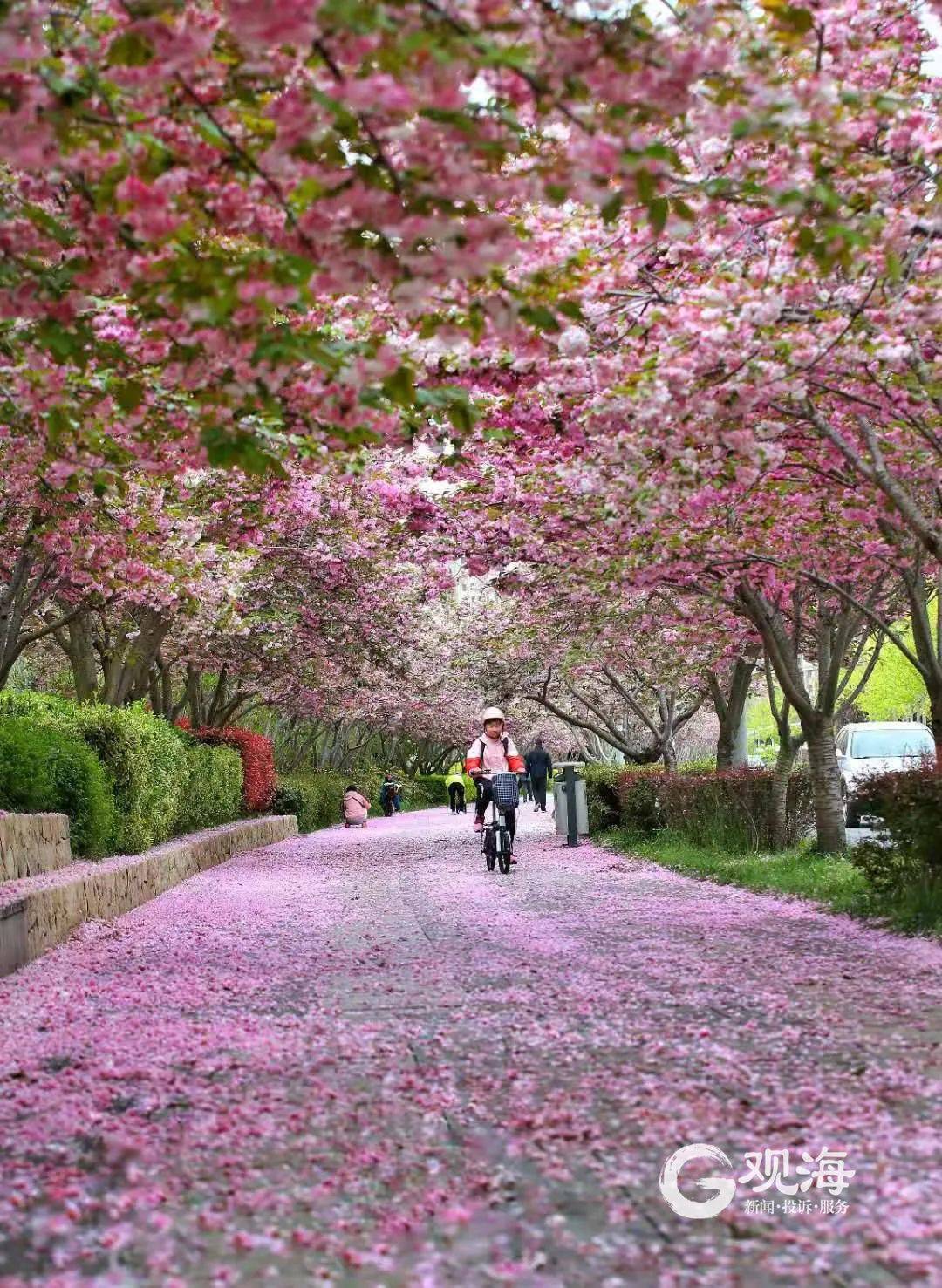 青岛今起三天降雨常来"骚扰!这条"宝藏樱花路"藏不住了