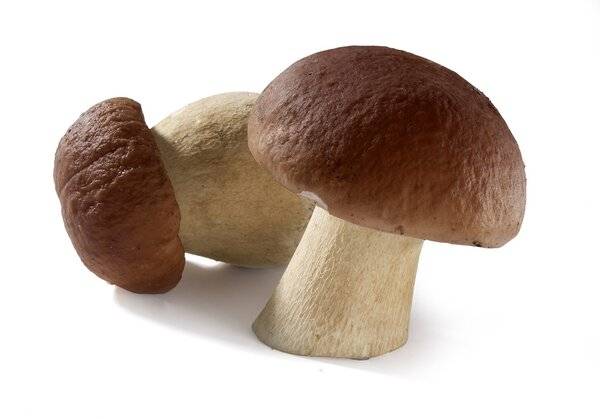 特别提醒,许多蘑菇有毒,请勿自行采摘蘑菇食用.