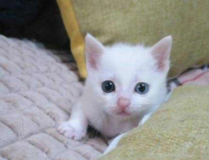 捡到雪白的小奶猫,一个月后发现赚大了!