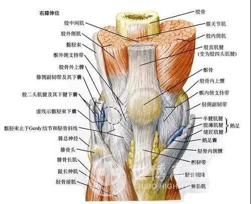 膝关节疼痛肿胀?警惕膝关节内侧副韧带断裂!