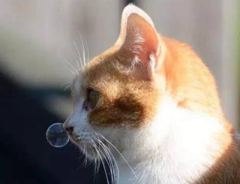 猫咪打喷嚏流鼻涕,是感冒了?不,也许是猫鼻支,铲屎官要注意了