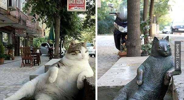 土耳其超有名猫咪突然去世,当地人决定为它打造雕像!