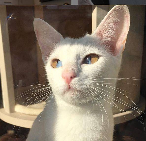 这只同时拥有两种颜色眼睛的猫咪,看一眼就心跳加速,太美了!