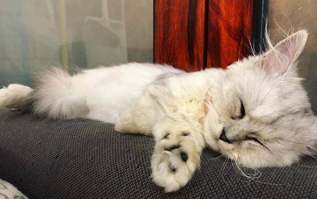 猫咪睡觉摇尾巴是在装睡?此言差矣,带你探究爱猫睡眠时的真相