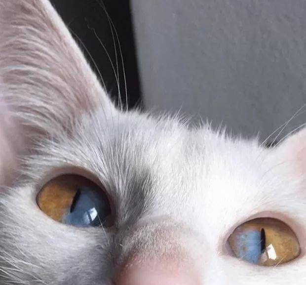 这只同时拥有两种颜色眼睛的猫咪,看一眼就心跳加速,太美了!