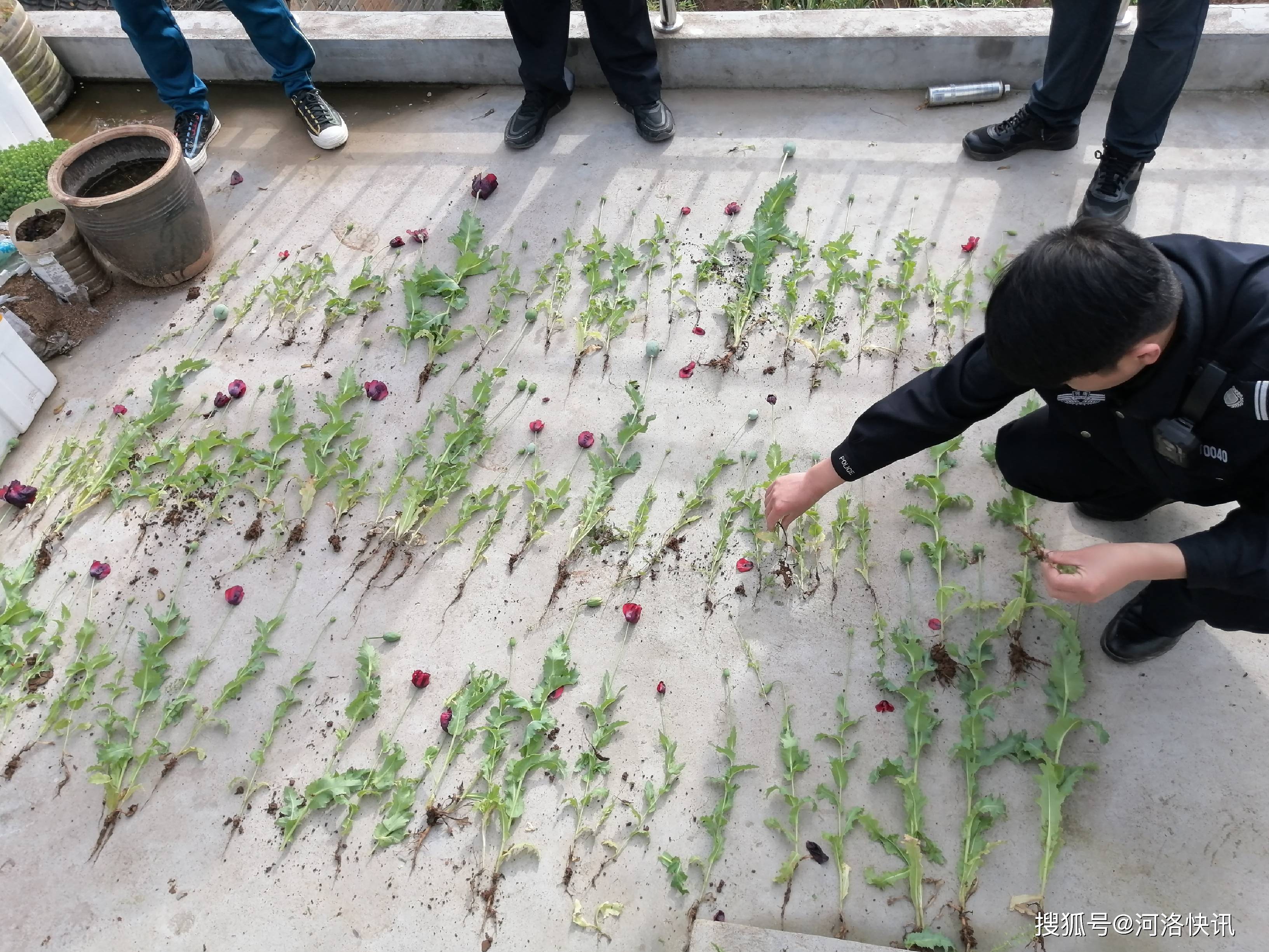 当即与县局刑侦大队联系,现场铲除毒品原植物罂粟87株.