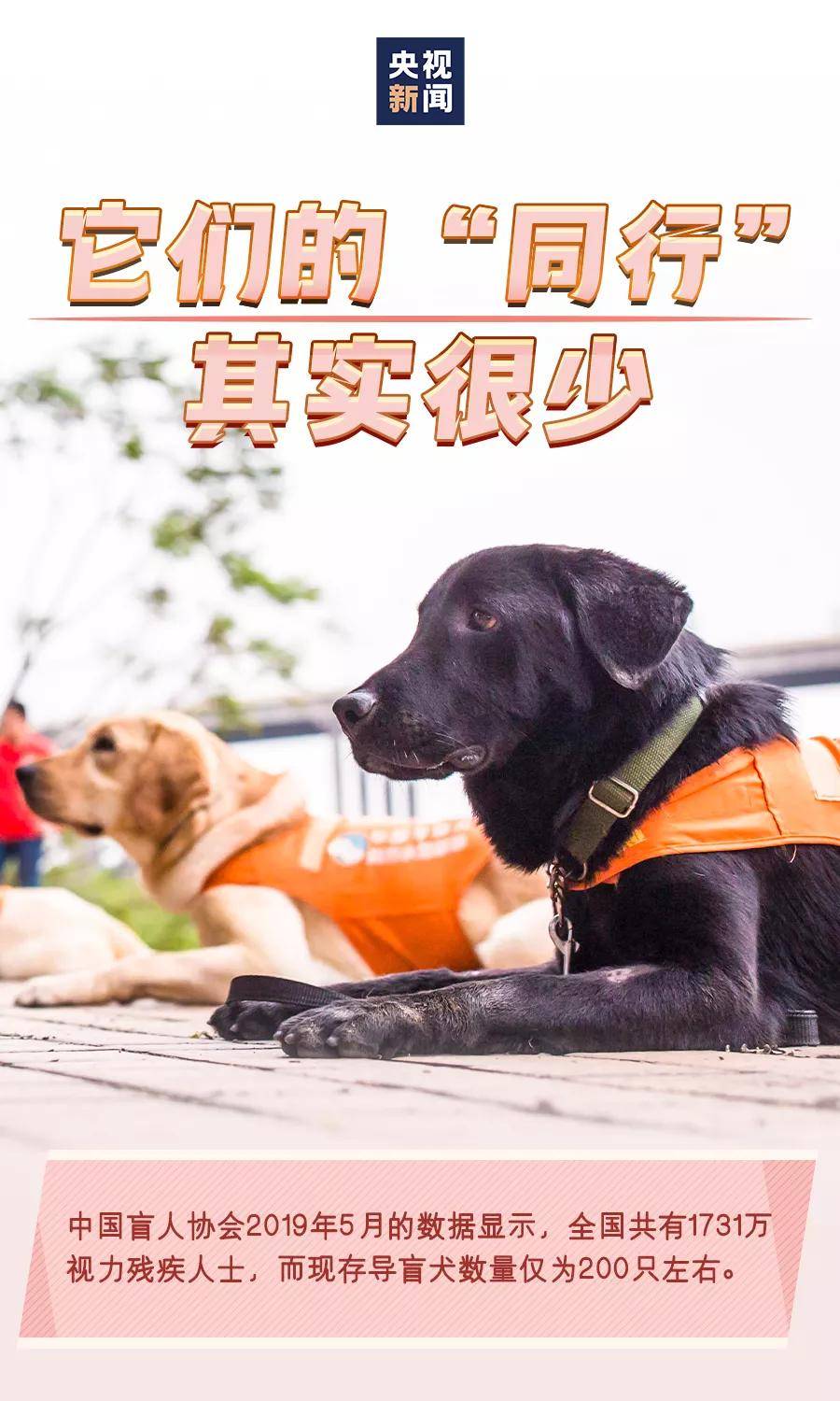 国际导盲犬日请善待导盲犬它们是盲人的眼睛你愿和导盲犬同行吗