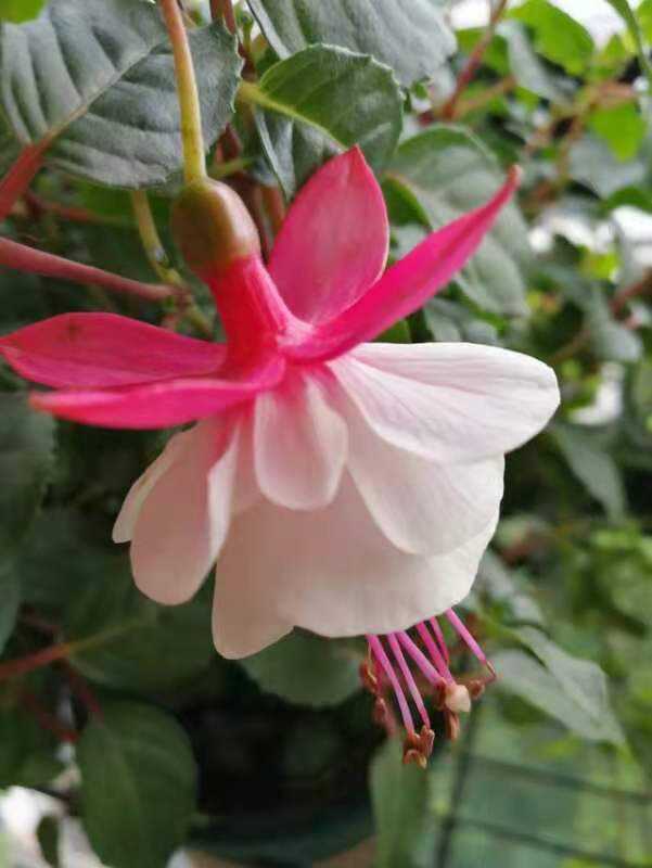 这5种花没有太阳照样旺阳台背阴也能养