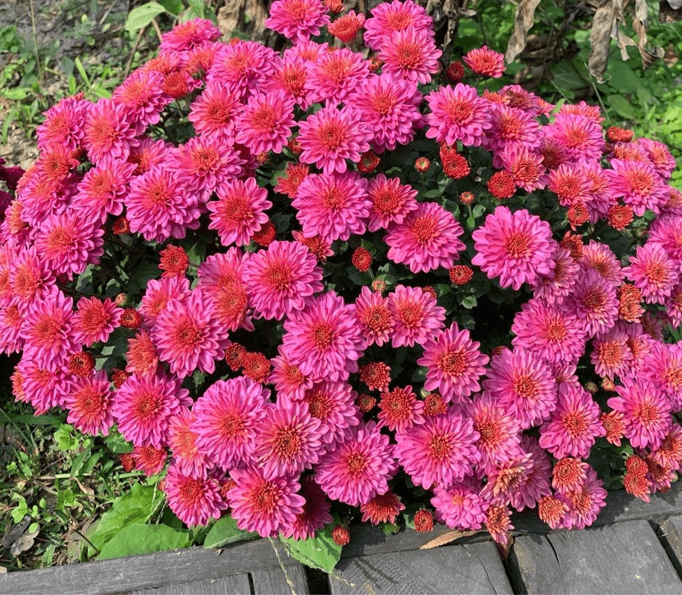 一种菊花"花量巨大",自动爆盆变花球,开花就是"颜值王