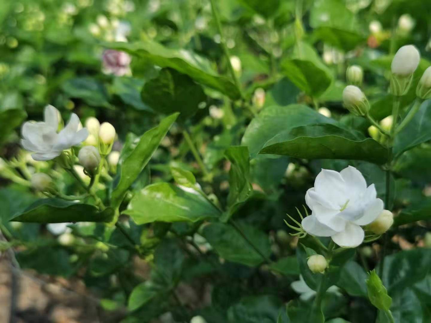 中华茉莉园首届茉莉花开采节_横县