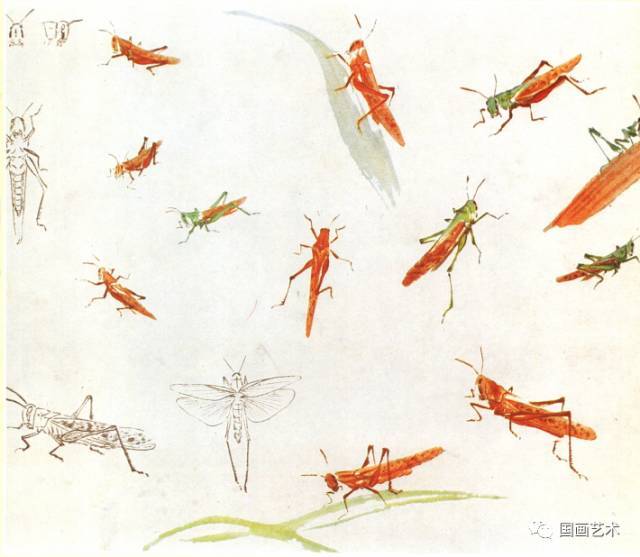 各种草虫画法参考