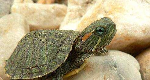 世界上最常见的乌龟,巴西红耳龟,不少人都养过,却不知道名字