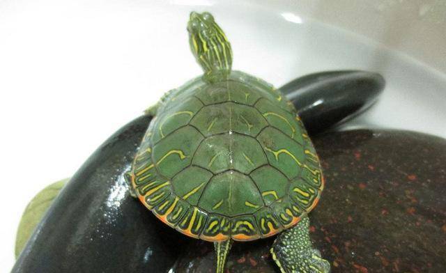 10,锦龟:锦龟外形十分漂亮,看起来非常的高贵美丽,有着十分有趣的