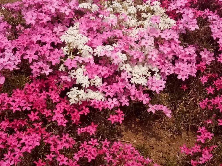 原创换个风格来几株地皮花铺满地耐冻又好看