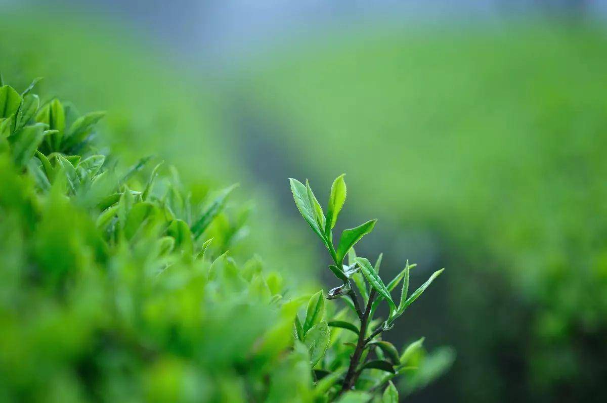 关于春茶,你必须要知道这些!_茶叶