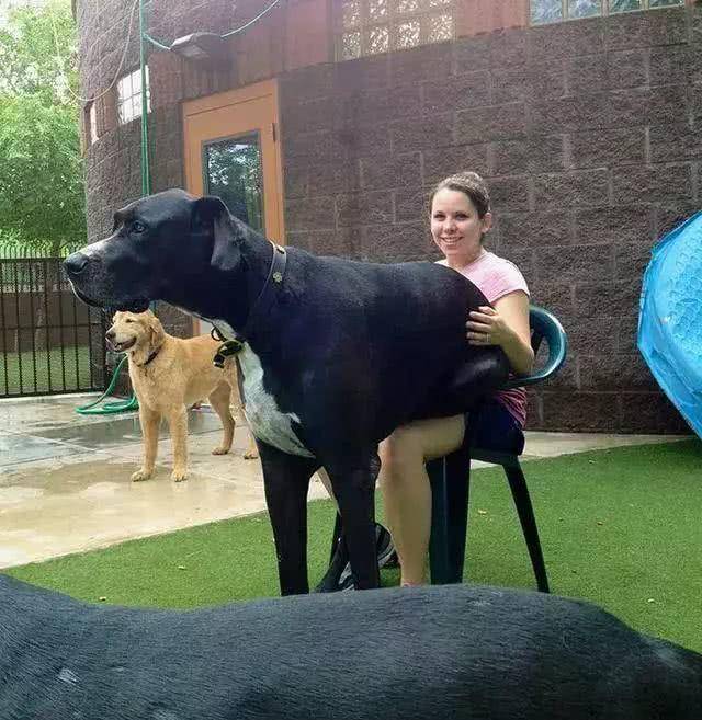 大丹犬是世界上为数不多的巨型犬之一,虽然体型巨大,但这种狗狗通常