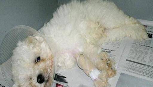 原创狗狗突然食欲下降腹泻精神不振是感染犬冠状病毒了长知识