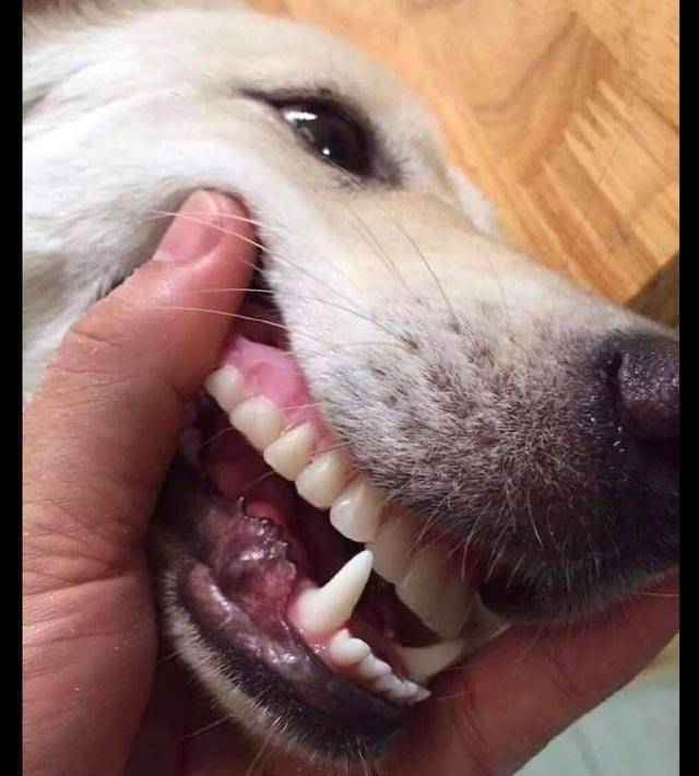 狗狗把奶奶的假牙戴上了,看上去毫无违和感,狗:比我狗牙好用!