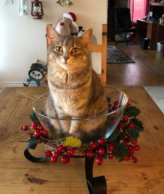 15张猫咪的沙雕搞笑图片:让你知道喵星人到底能可爱到