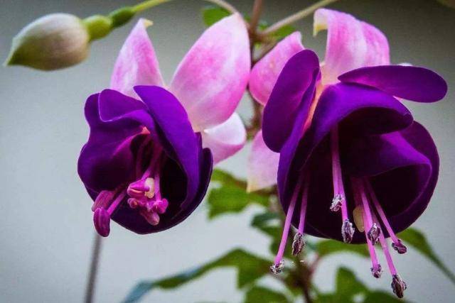 这些花不仅好看,花型独特,花色艳丽,开花很漂亮花期还