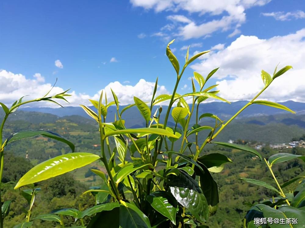 口感偏易武地区的攸乐山基诺山普洱茶好喝吗