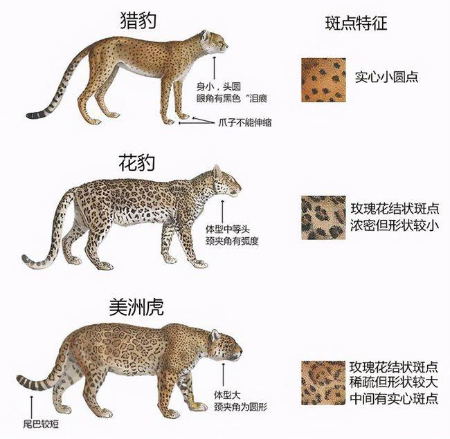 原创杭州疑现豹子或是在当地消失20多年的金钱豹它的行踪至今成谜