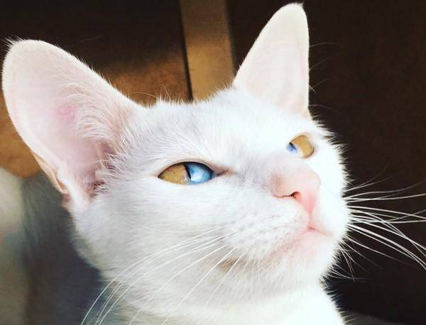 猫咪左右眼都是异色瞳起初无人领养后面却有人愿花5万买猫咪