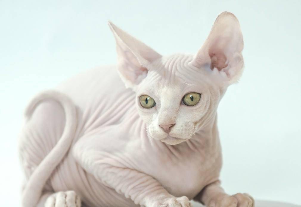 原创盘点地球上长相最古怪的十大猫咪 最怪异的宠物猫品种
