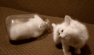 真实原因有股淡淡的忧伤:猫咪骨骼详解