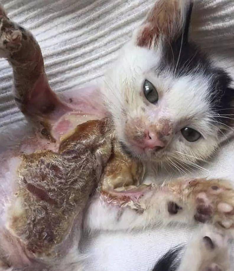 小猫皮肤溃烂被遗弃,新主人不顾病危通知,坚持治疗换来新生!