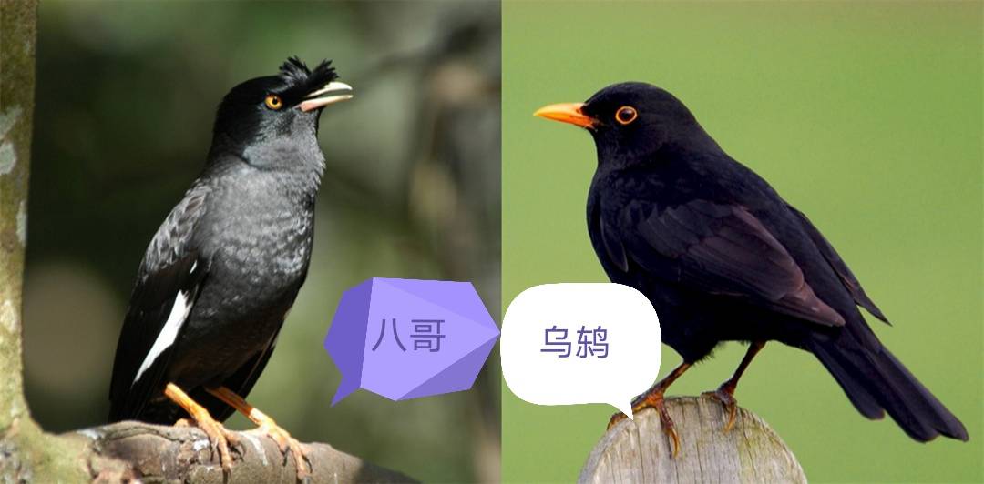 这种黑羽黄嘴的鸟儿叫做乌鸫(dōng),经常被人错认为八哥甚至乌鸦.