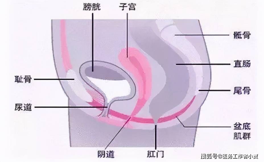 原创女性产后想恢复如初,需要做哪些盆底肌康复运动?