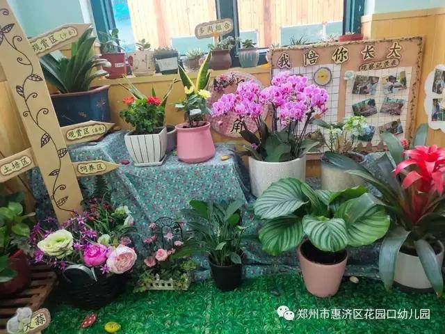 惠济区花园口幼儿园种植区里的秘密在种植活动中提升科学素养