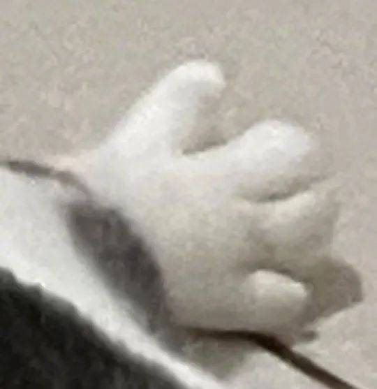 撸猫果然要趁早啊～_jiojio