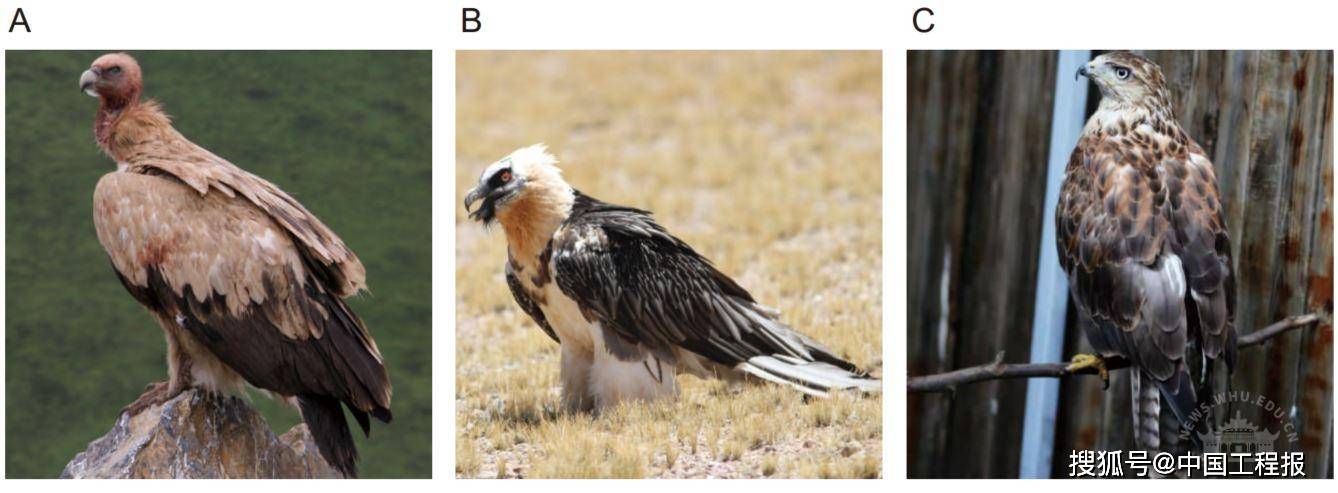 胡兀鹫)和一种外群鸟类(c. 大鵟)