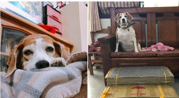 于是贴心家人用17个大纸箱打造了一座宠物阶梯,只为了能让爱犬舒服