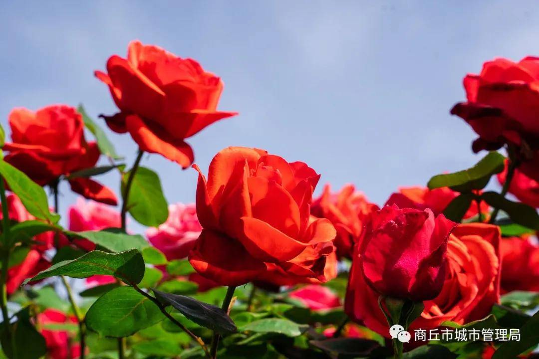 商丘月季花开香满城
