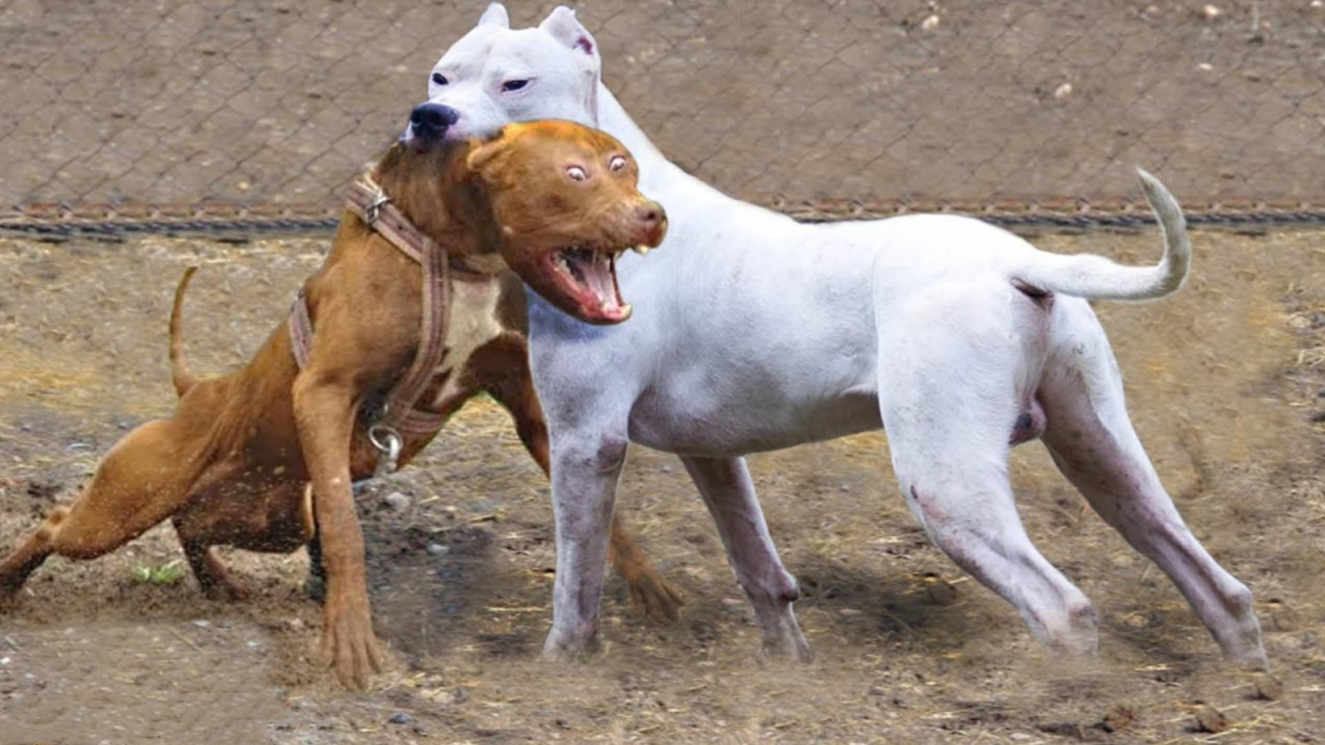 盘点世界上5种能轻松秒杀比特犬的狗:罗威纳犬入选,第